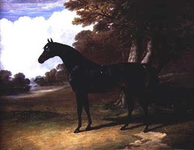 Gaucus, un cavallo baio scuro in un paesaggio boscoso da John Frederick Herring Senior
