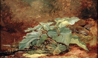 Studio di una pianta di bardana da John Frederick Kensett