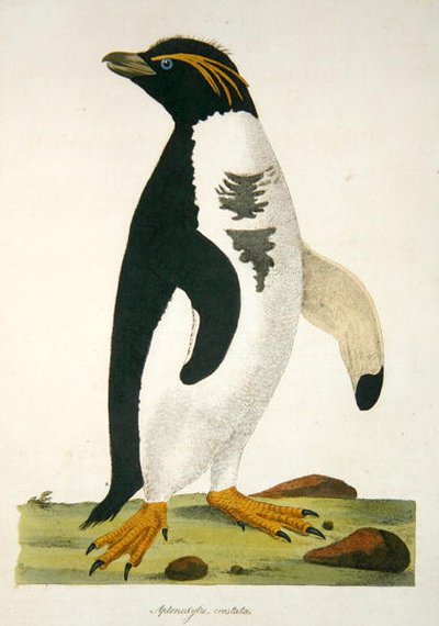 Aptenodytes-Crestata, illustrazione da 