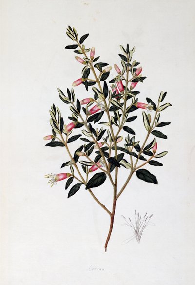 Correa Reflexa da John Frederick Miller