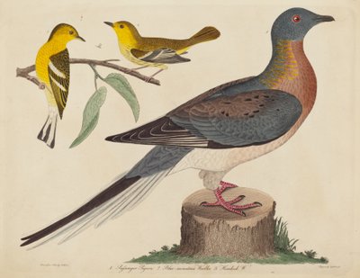 Piccione Passeggero, Warbler di Montagna Blu e Warbler di Hemlock da John G. Warnicke