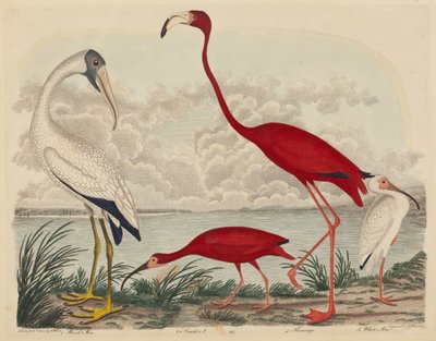 Ibis del legno, Ibis scarlatto, Fenicottero e Ibis bianco da John G. Warnicke