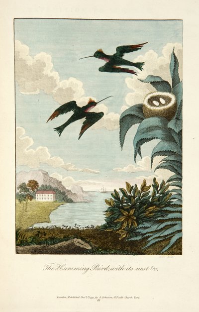 Colibrì, con il suo nido da John Gabriel Stedman