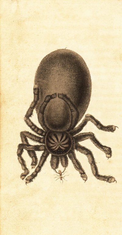 Tarantola rosa, Avicularia avicularia (incisione) da John Gabriel Stedman