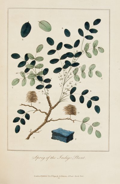 Ramo della pianta di indaco da John Gabriel Stedman
