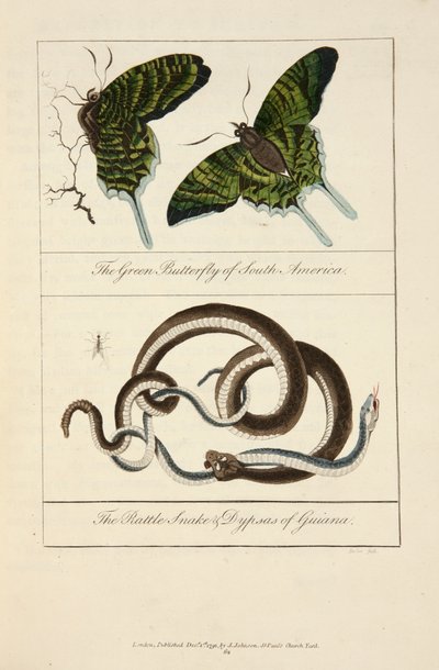 La farfalla verde del Sud America e il serpente a sonagli e dypsas della Guyana da John Gabriel Stedman