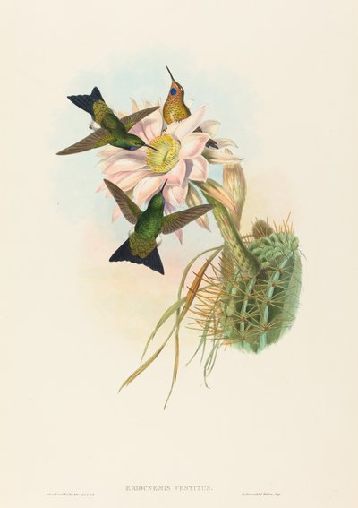 Eriocnemis vestitus Glowing Puff-Leg da John Gould and Henry Constantine Richter John Gould and Henry Constantine Richter