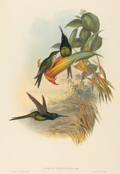 Eugenia imperatrix Colibrì Imperatrice da John Gould and Henry Constantine Richter John Gould and Henry Constantine Richter