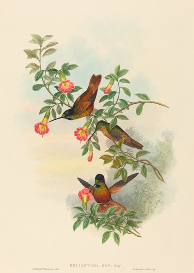Helianthea eos Golden Star-frontlet. Creatori: John Gould, Henry Constantine Richter da John Gould and Henry Constantine Richter John Gould and Henry Constantine Richter