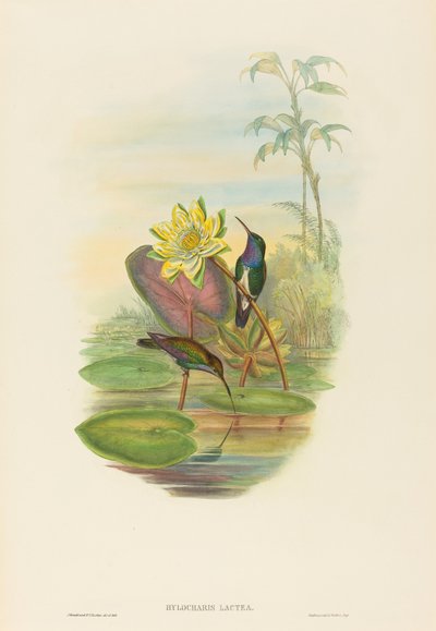 Hylocharis lactea Smeraldo dal petto zaffiro da John Gould and Henry Constantine Richter John Gould and Henry Constantine Richter
