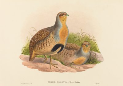Perdix barbata Pernice Dauriana da John Gould and Henry Constantine Richter John Gould and Henry Constantine Richter