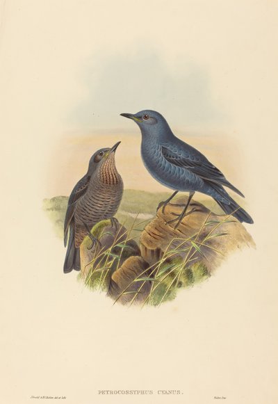 Petrocossyphus cyanus Tordo roccia blu da John Gould and Henry Constantine Richter John Gould and Henry Constantine Richter