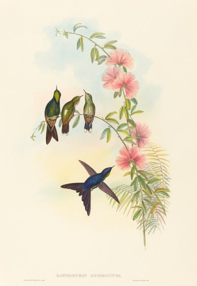 Ramphomicron microrhyncha Beccospino a becco piccolo da John Gould and Henry Constantine Richter John Gould and Henry Constantine Richter
