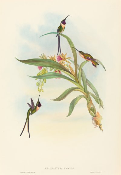 Tharmastura enicura Slender Shear-Tail. Creatori: John Gould, Henry Constantine Richter da John Gould and Henry Constantine Richter John Gould and Henry Constantine Richter