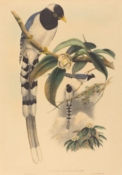Urocissa cucullata, probabilmente 1850-1883 da John Gould and Henry Constantine Richter John Gould and Henry Constantine Richter