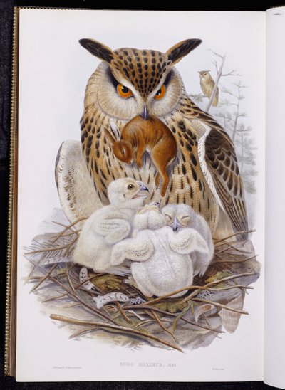 Un grande gufo e pulcini, da "Gli uccelli d