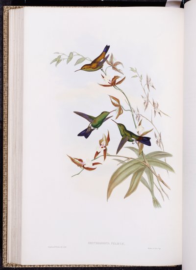 Una monografia dei Trochilidae, o Famiglia dei Colibrì, pubblicata 1849-61 da John Gould