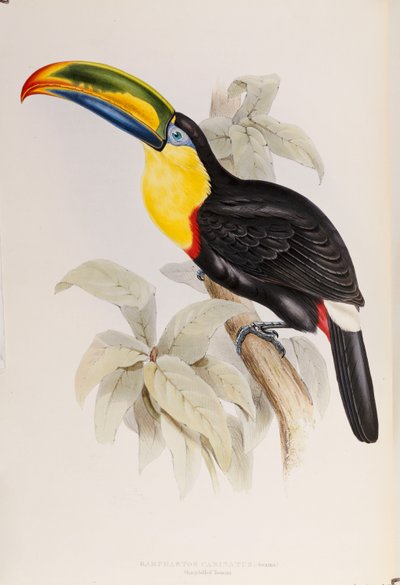 Una monografia dei Ramphastidae, o famiglia dei tucani, prima edizione, pubblicata nel 1834 da John Gould