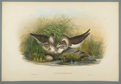 Piro piro piccolo da John Gould