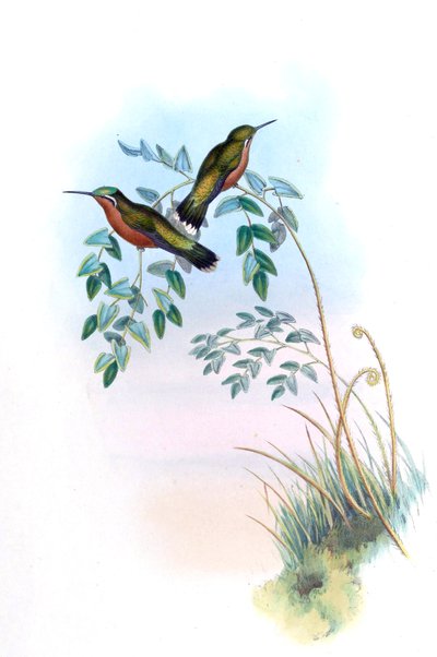 Adelomyia castaneiventris = Lampornis castaneoventris da John Gould