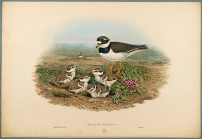 Fratino comune da John Gould