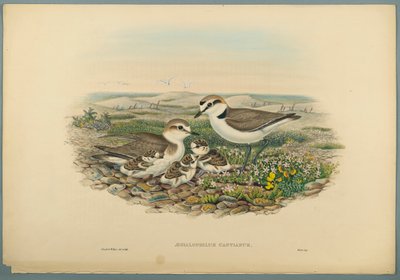 Fratino da John Gould