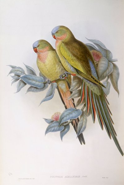 Pappagallo di Alexandra (Polytelis alexandrae), incisione di John Gould da John Gould