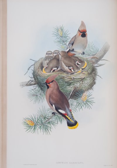 Ampelis Garrulus, tavola da The Birds of Great Britain di John Gould, pubblicato 1862-73 da John Gould