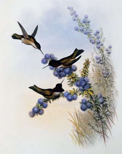 Colibrì di Anna (Calypte anna), incisione da Monograph of Trochilidae or Humming Birds (1849-1861), di John Gould (1804-1881), Regno Unito da John Gould