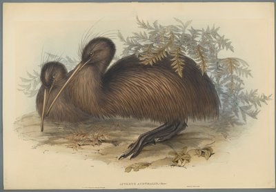 Apterigide australe da John Gould