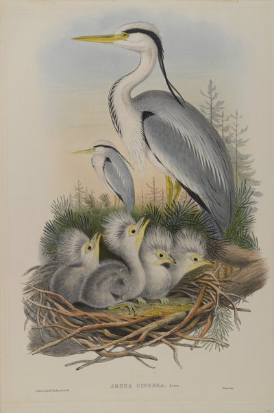 Airone cenerino da John Gould