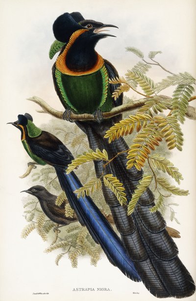 Astrapia di Arfak da John Gould
