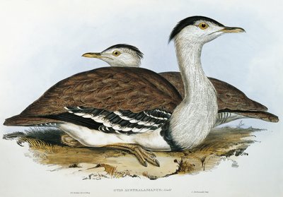 Otarda australiana (Otis australasianus) da John Gould