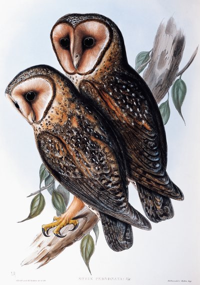 Gufo mascherato australiano (Strix personata), litografia da "Uccelli dell