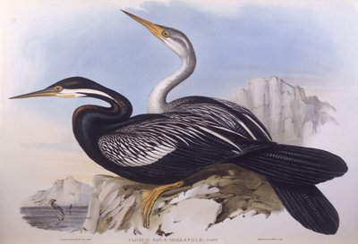 Anhinga australiana (Anhinga novaehollandiae), incisione di John Gould da John Gould