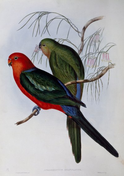 Pappagallo reale australiano (Alisterus scapularis), incisione di John Gould (1804-1881) e Henry Constantine Richter (1821-1902). Regno Unito da John Gould