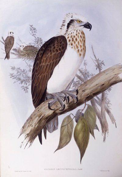 Falco pescatore australiano (Pandion haliaetus cristatus), Incisione di John Gould da John Gould