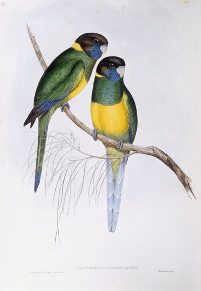 Pappagallo australiano (Barnardius o Platycercus zonarius), incisione di John Gould da John Gould