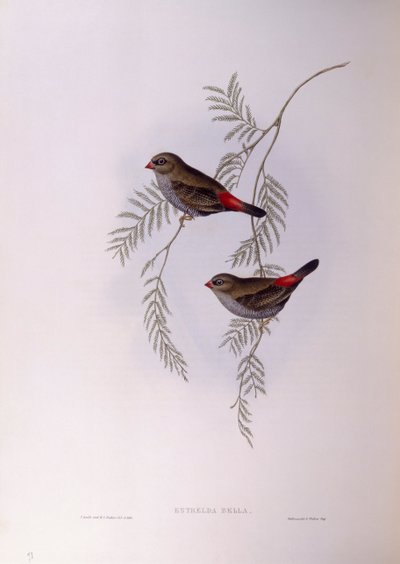 Stagonopleura bella (Stagonopleura bella), Incisione di John Gould da John Gould