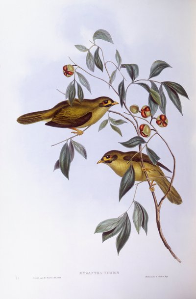 Campanaro minore (Manorina melanophrys), Incisione di John Gould da John Gould