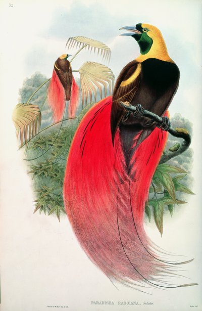 Uccello del Paradiso, inciso da T. Walter da John Gould
