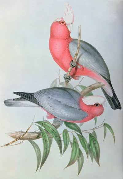 Uccelli dell