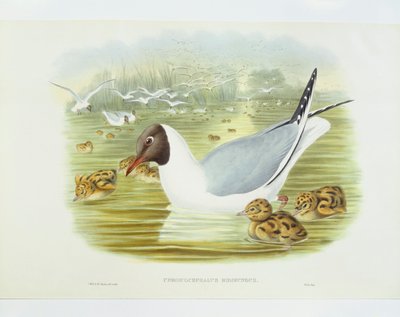Gabbiano comune (Larus ridibundus), Incisione di John Gould, William Hart, H C Richter da John Gould