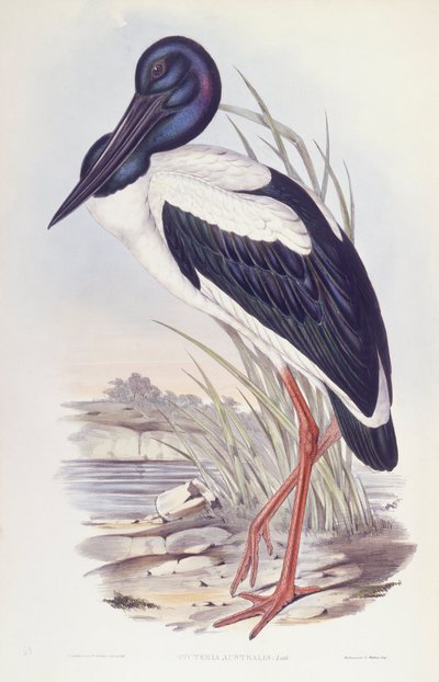 Cicogna dal collo nero (Ephippiorhynchus asiaticus), incisione di John Gould da John Gould