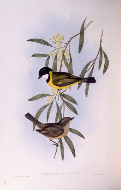 Fischiatore dalla coda nera (incisione di John Gould) da John Gould