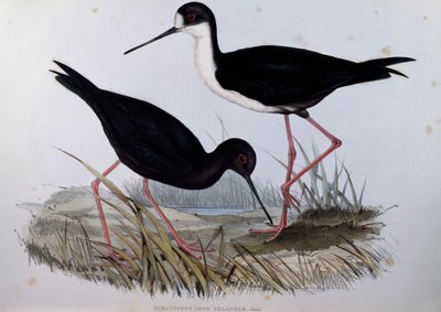 Cavaliere nero (Himantopus novaezelandiae), incisione da Birds of Australia da John Gould