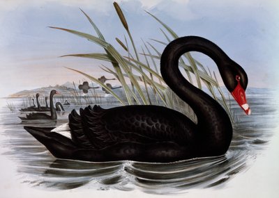 Cigno nero (Cygnus atratus), incisione da Birds of Australia da John Gould