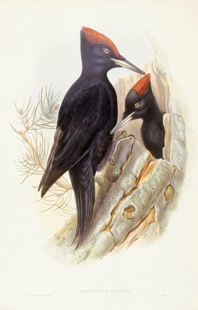 Picchio nero (Dryocopus martius), incisione di John Gould da John Gould