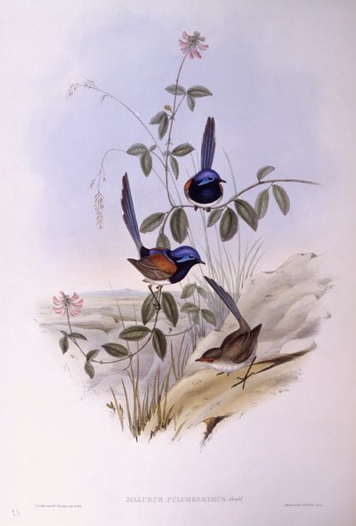Maluro dal petto blu (Malurus pulcherrimus), Incisione di John Gould da John Gould