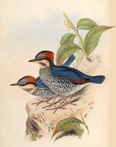 Pitta blu Pitta cyanea Blyth da John Gould